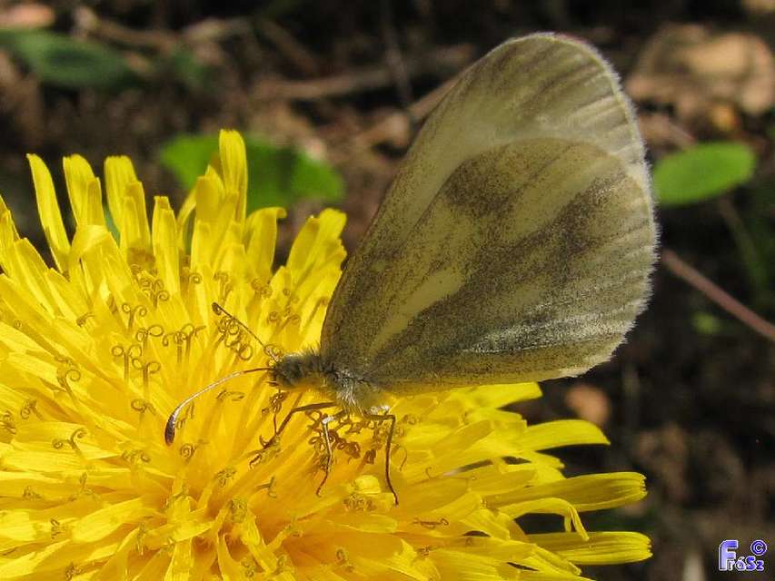 Leptidea sinapis - mustárlepke