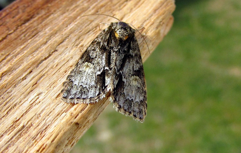 Acronicta strigosa - kis szigonyosbagoly