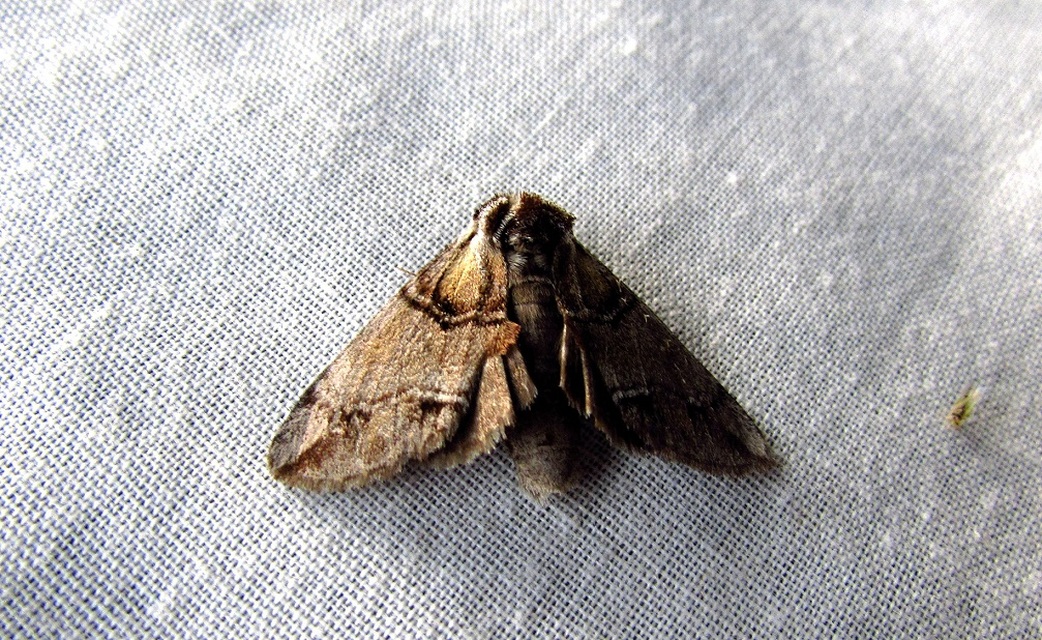 Drymonia velitaris - hegyi púposszövő