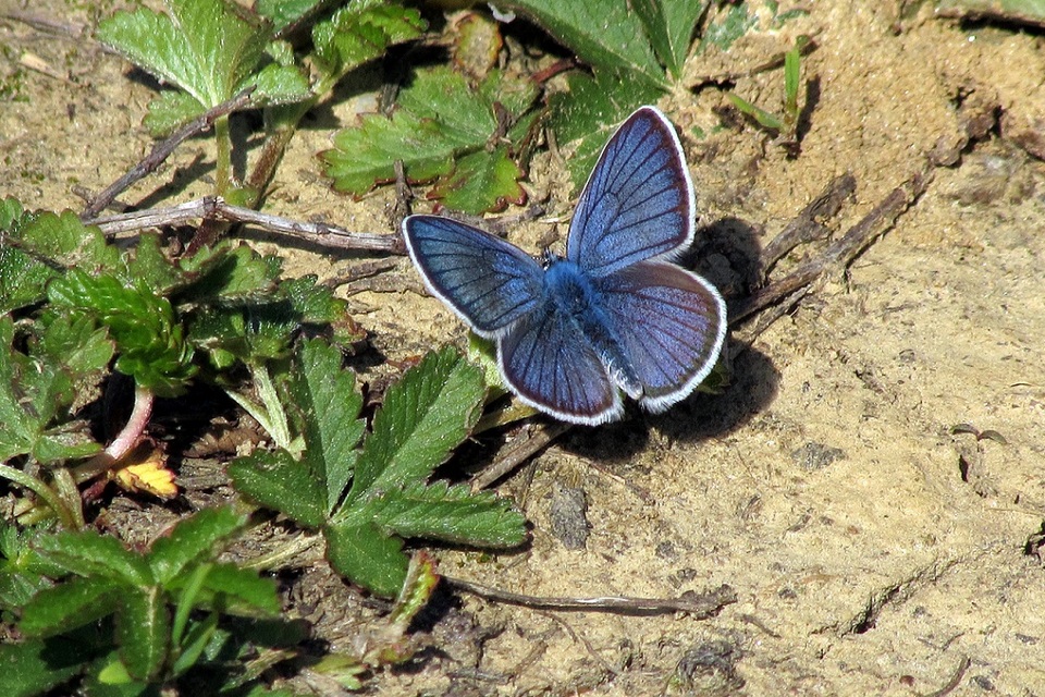 Cyaniris semiargus - aprószemes boglárka