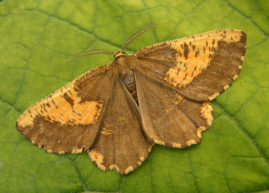 Angerona prunaria - sárga kökényaraszoló