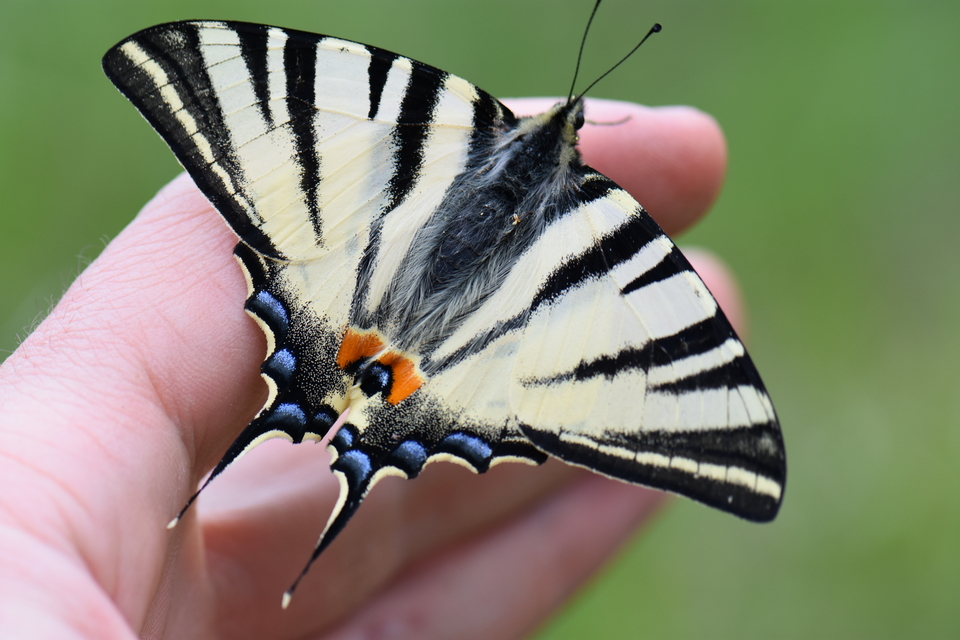 Iphiclides podalirius - kardoslepke