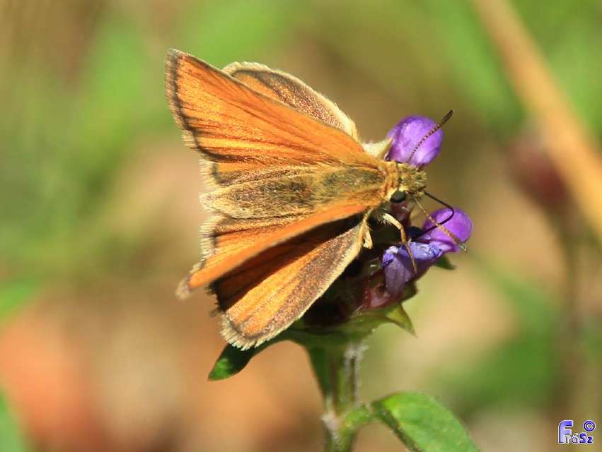 Thymelicus lineola - vonalas busalepke