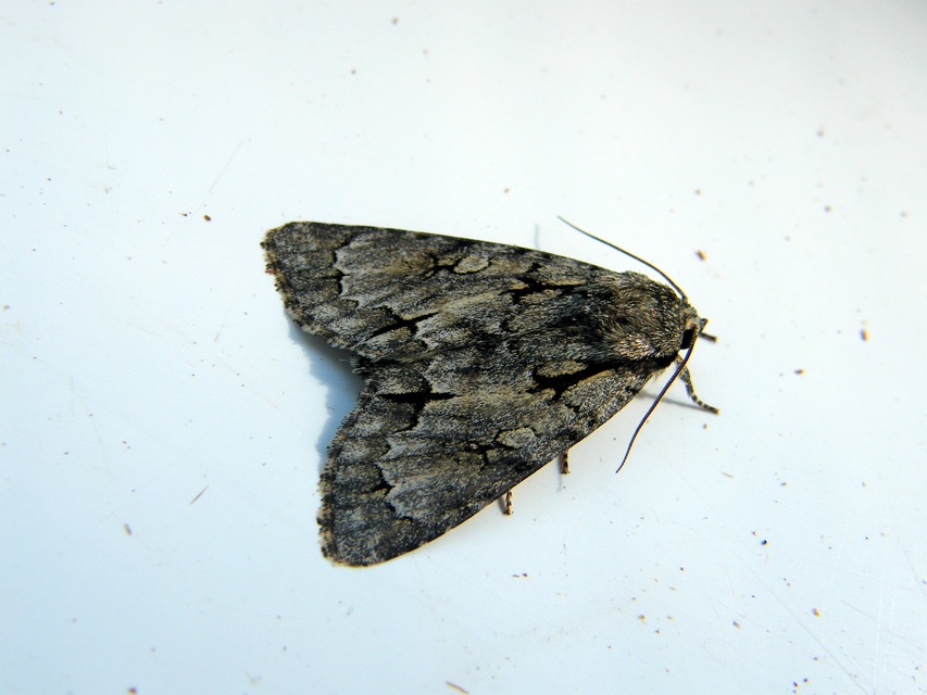 Acronicta psi - pszi-betűs szigonyosbagoly