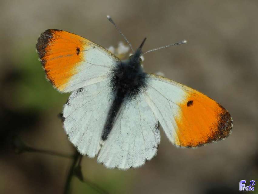 Anthocharis cardamines - hajnalpírlepke