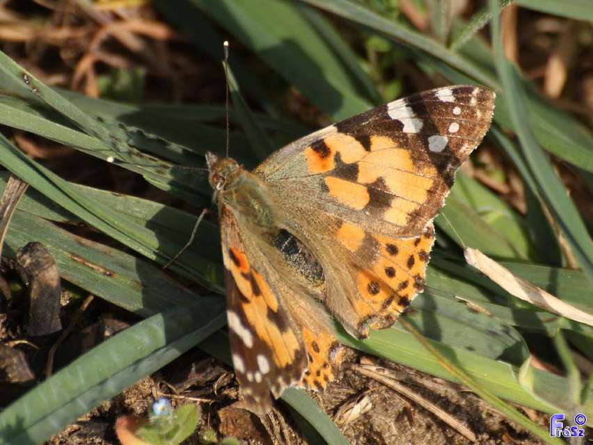 Vanessa cardui - bogáncslepke