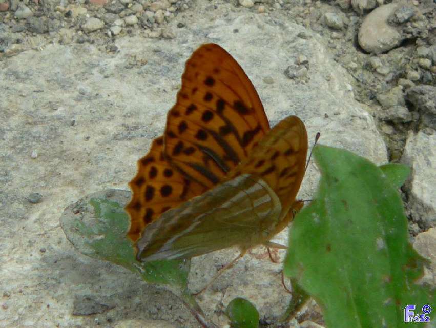 Argynnis paphia - nagy gyöngyházlepke