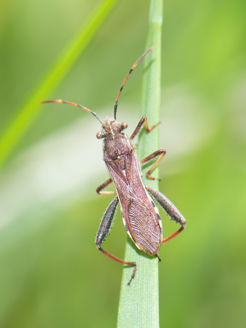 Camptopus lateralis - görbelábú karimáspoloska
