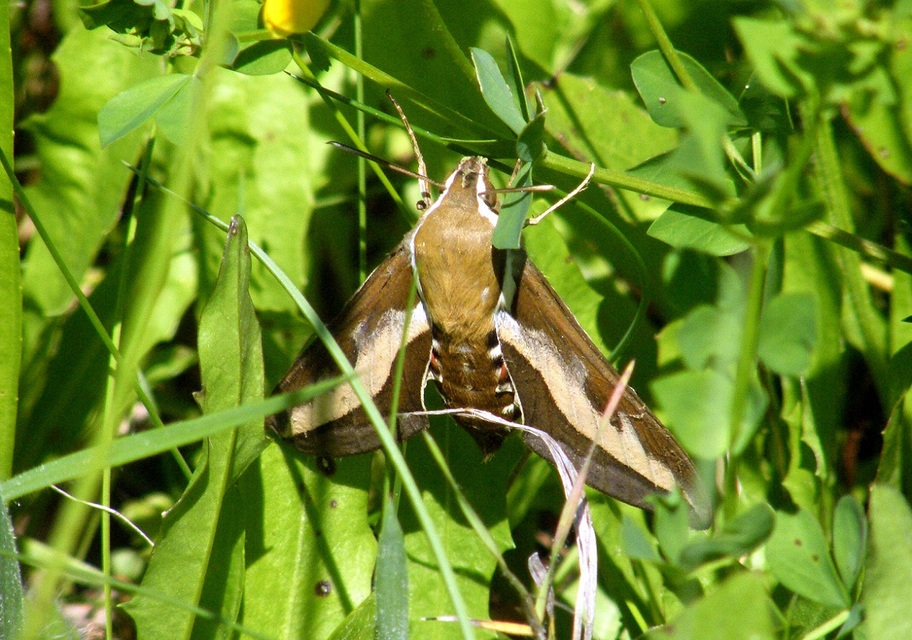 Hyles gallii - galajszender