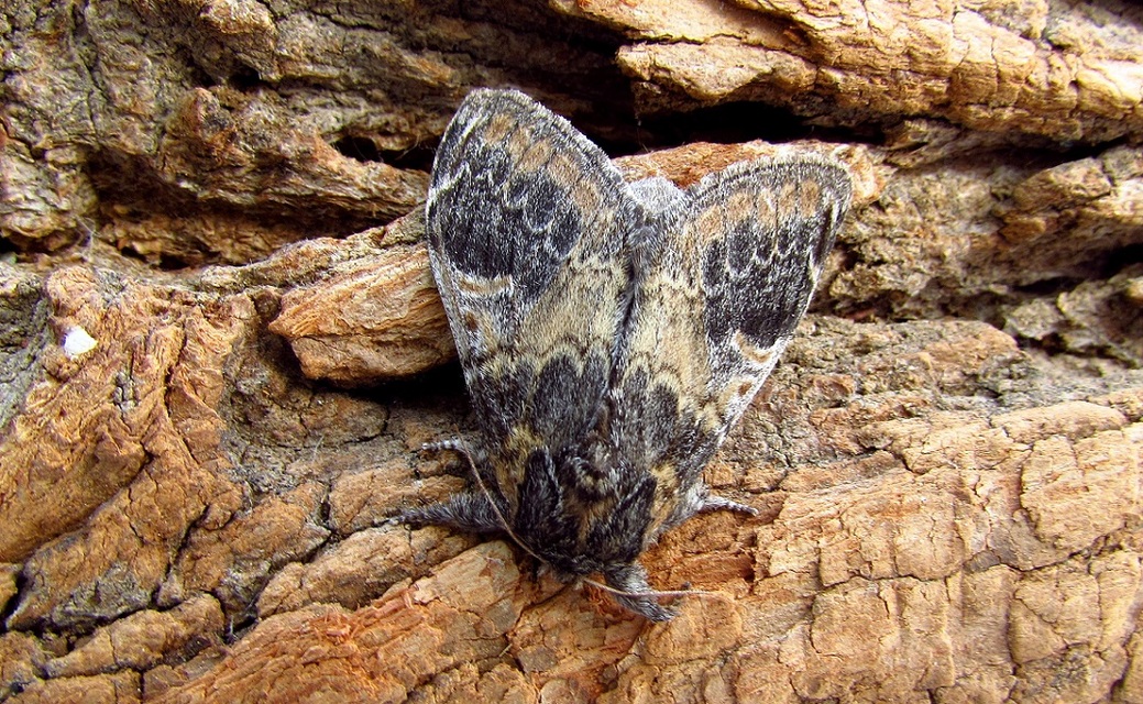 Notodonta tritophus - tarajos púposszövő
