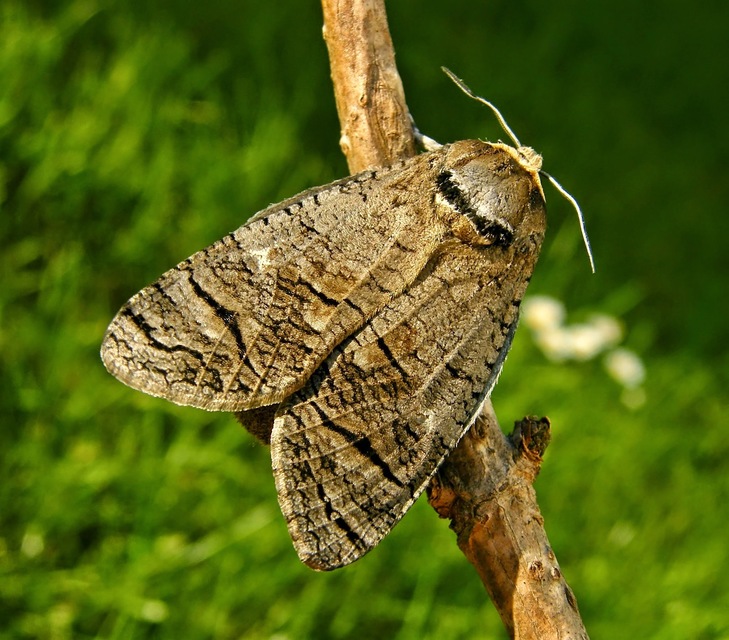 Cossus cossus - fűzfarontólepke