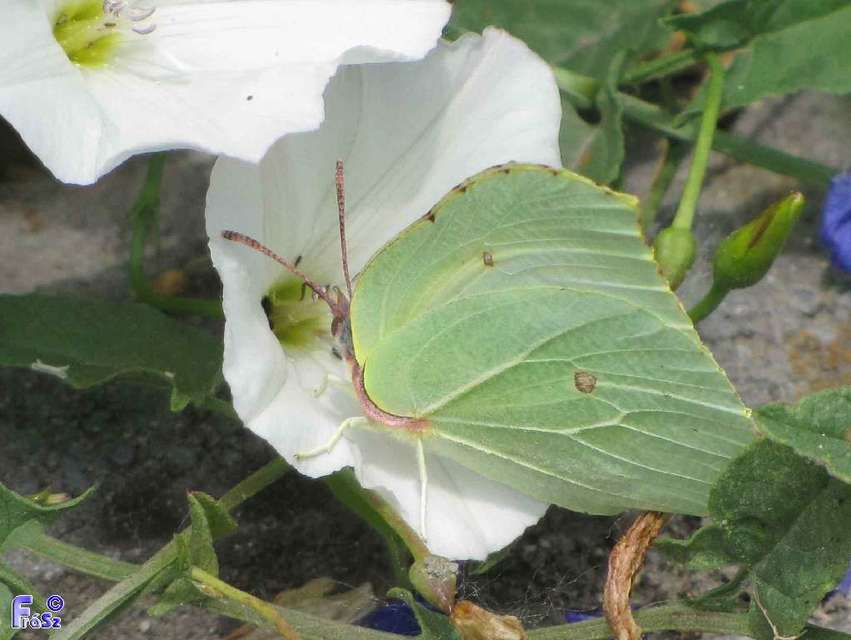 Gonepteryx rhamni - citromlepke