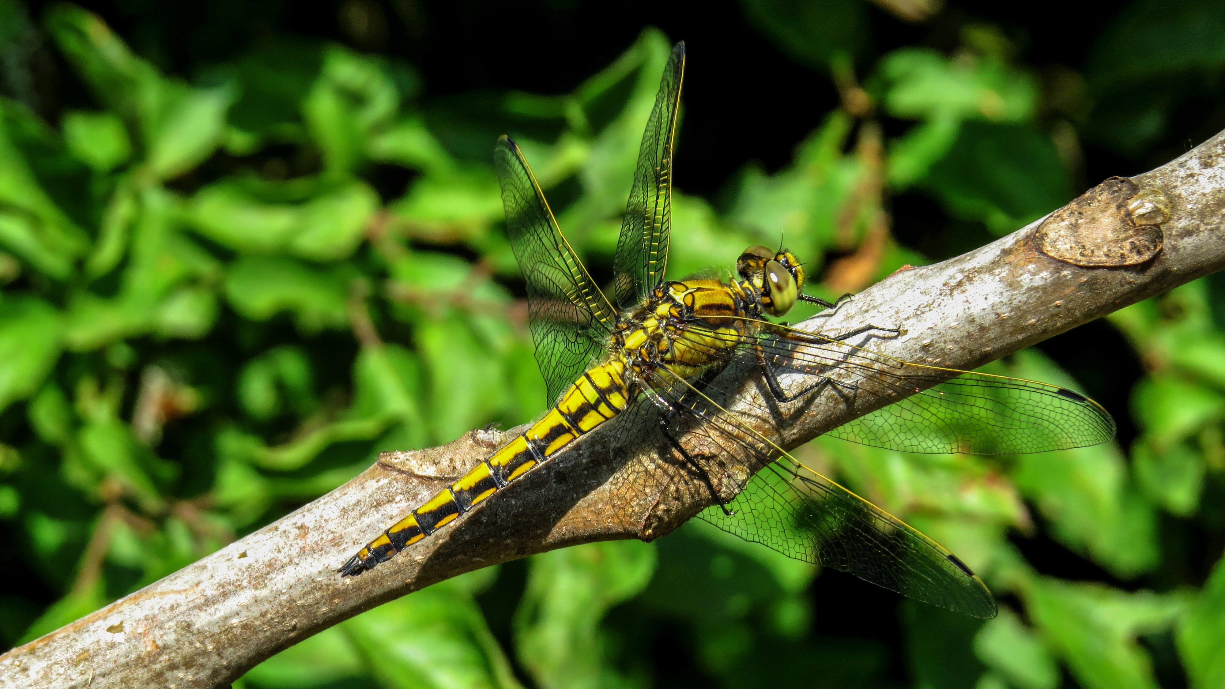 Orthetrum cancellatum - feketefarkú pásztorszitakötő
