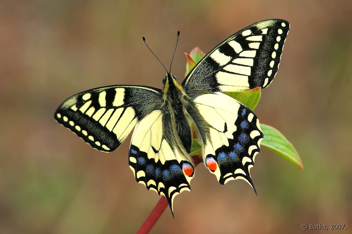 Papilio machaon - fecskefarkú lepke