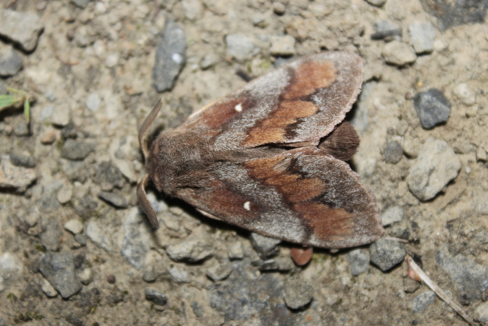 Dendrolimus pini - fenyőpohók