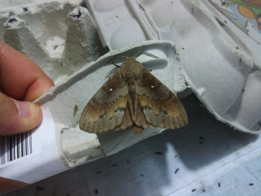Dendrolimus pini - fenyőpohók