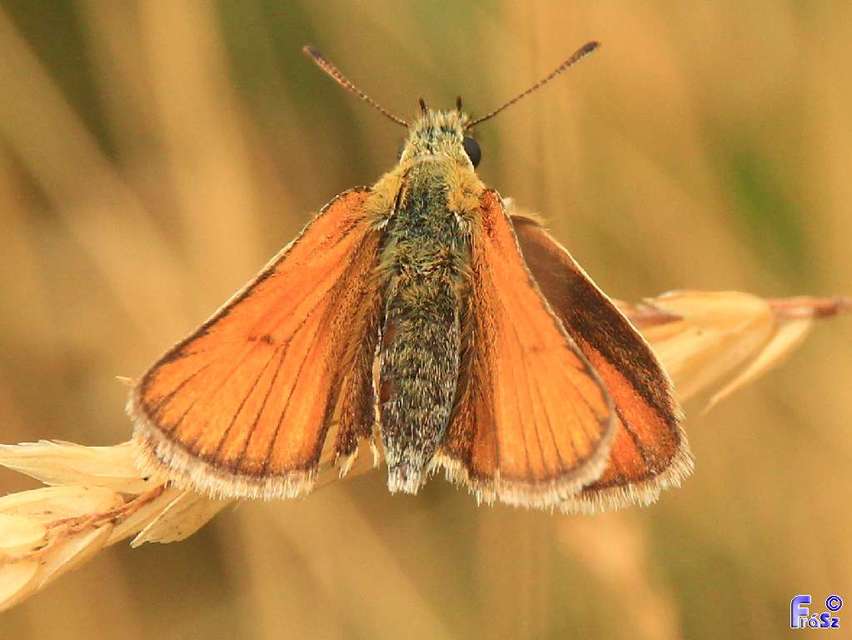Thymelicus lineola - vonalas busalepke