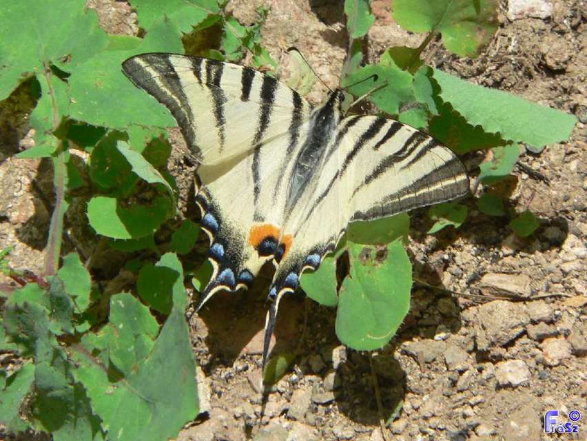 Iphiclides podalirius - kardoslepke