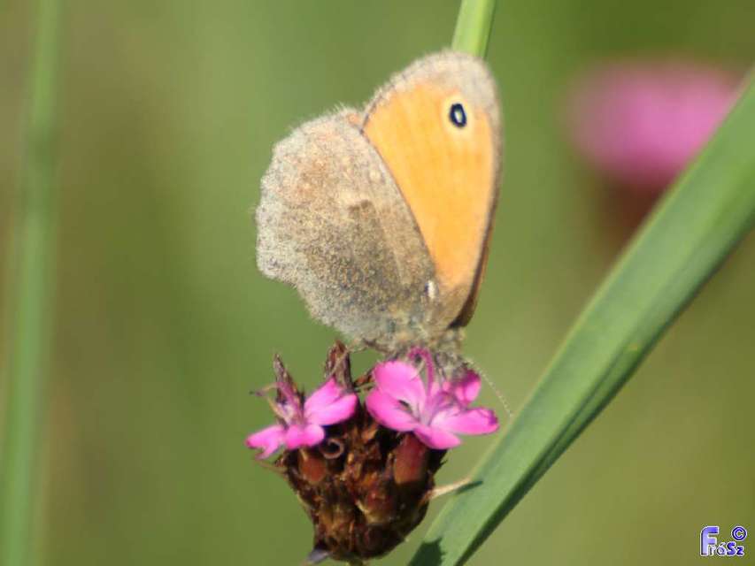 Coenonympha pamphilus - kis szénalepke