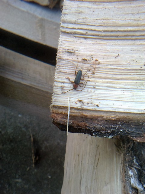 Phymatodes testaceus - változékony korongcincér