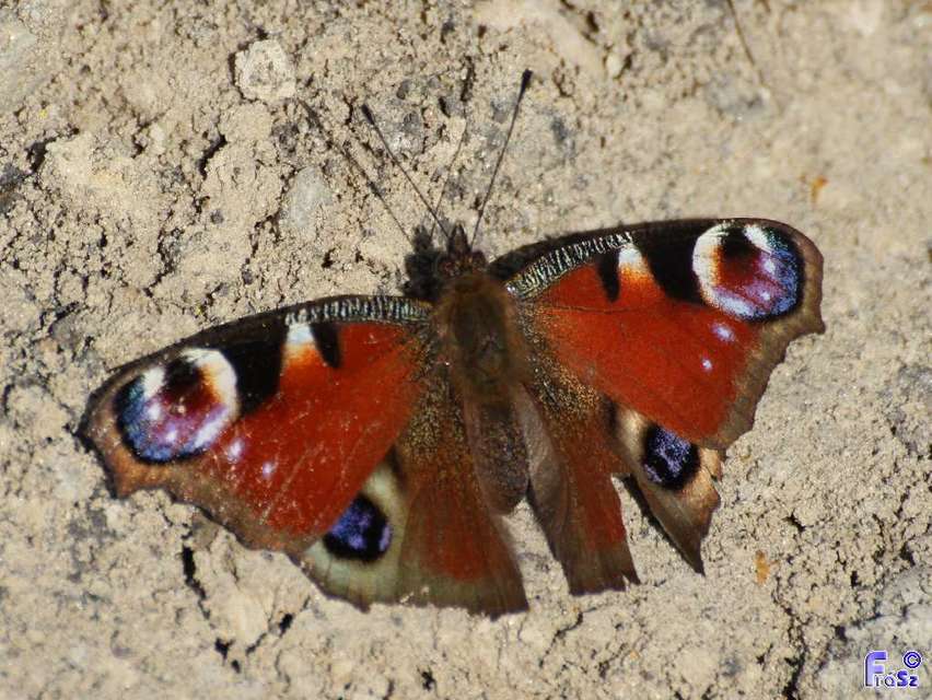 Nymphalis io - nappali pávaszem
