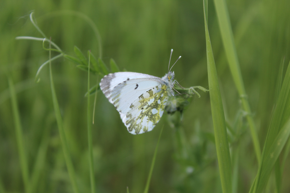 Anthocharis cardamines - hajnalpírlepke