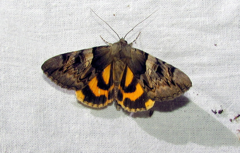 Catocala fulminea - galagonya-övesbagoly
