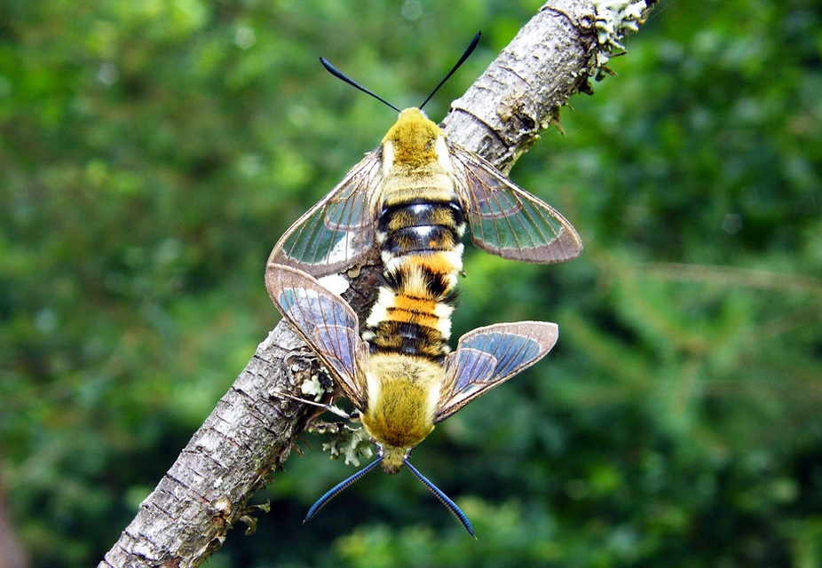 Hemaris tityus - pöszörszender Hemaris tityus - pöszörszender