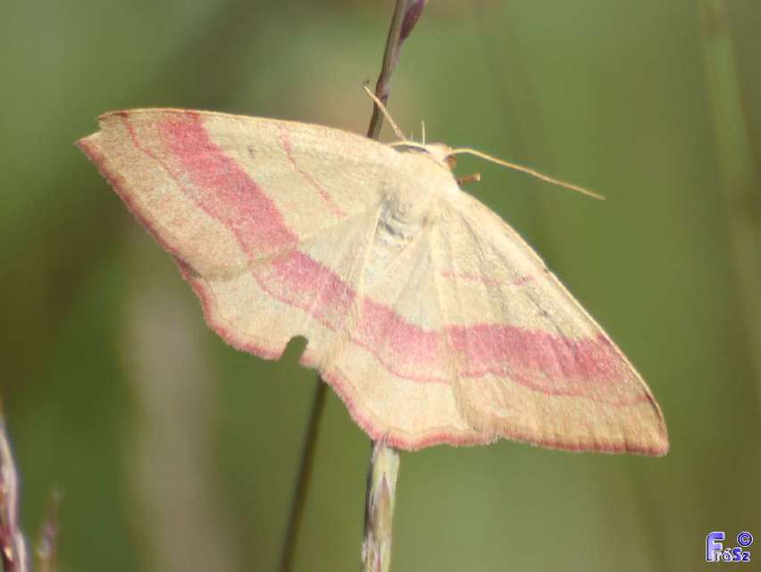 Rhodostrophia vibicaria - pirosszélű araszoló