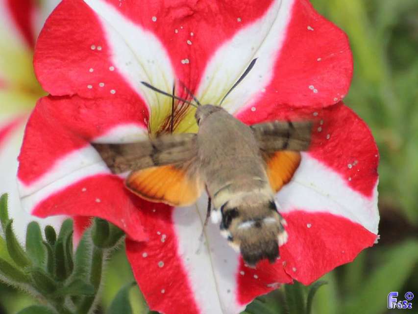 Macroglossum stellatarum - kacsafarkú szender