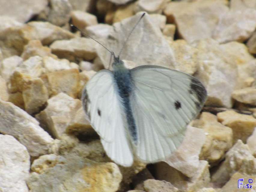 Pieris napi - repcelepke
