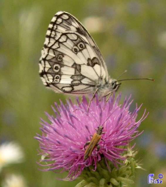 Melanargia galathea - sakktáblalepke