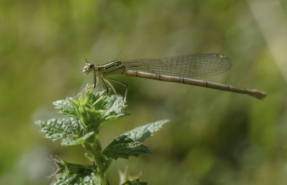 Platycnemis pennipes - széleslábú szitakötő