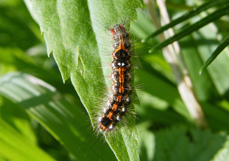 Sphrageidus similis - sárgafarú szövő