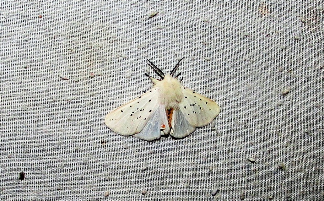 Spilosoma lubricipedum - tejszínű medvelepke