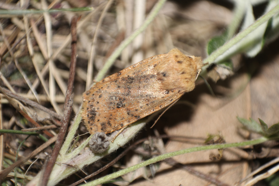 Conistra rubiginea - vörös őszibagoly