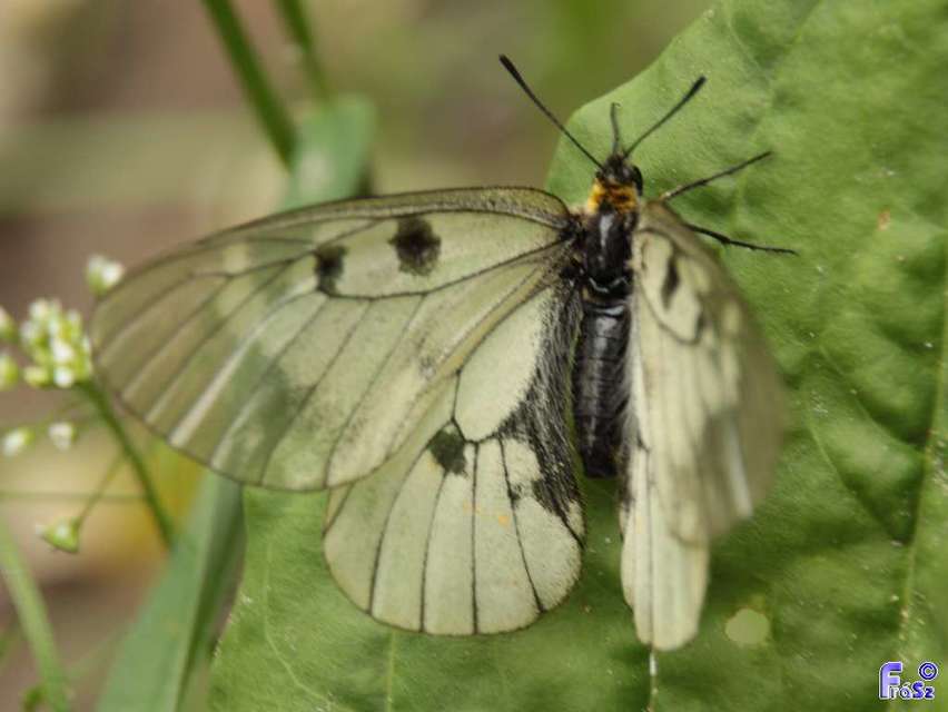 Parnassius mnemosyne - kis apollólepke