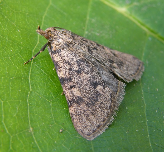 Aglossa pinguinalis - zsiradékmoly