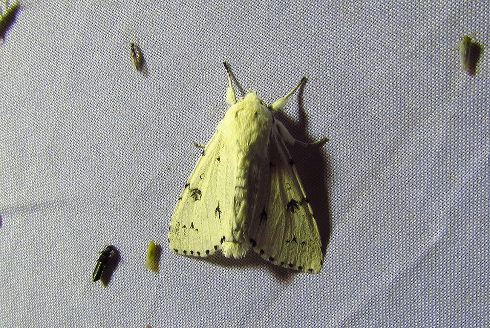 Acronicta leporina - fehér szigonyosbagoly