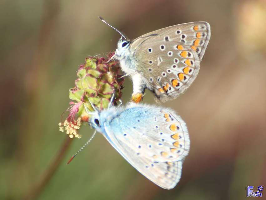 Polyommatus icarus - közönséges boglárka