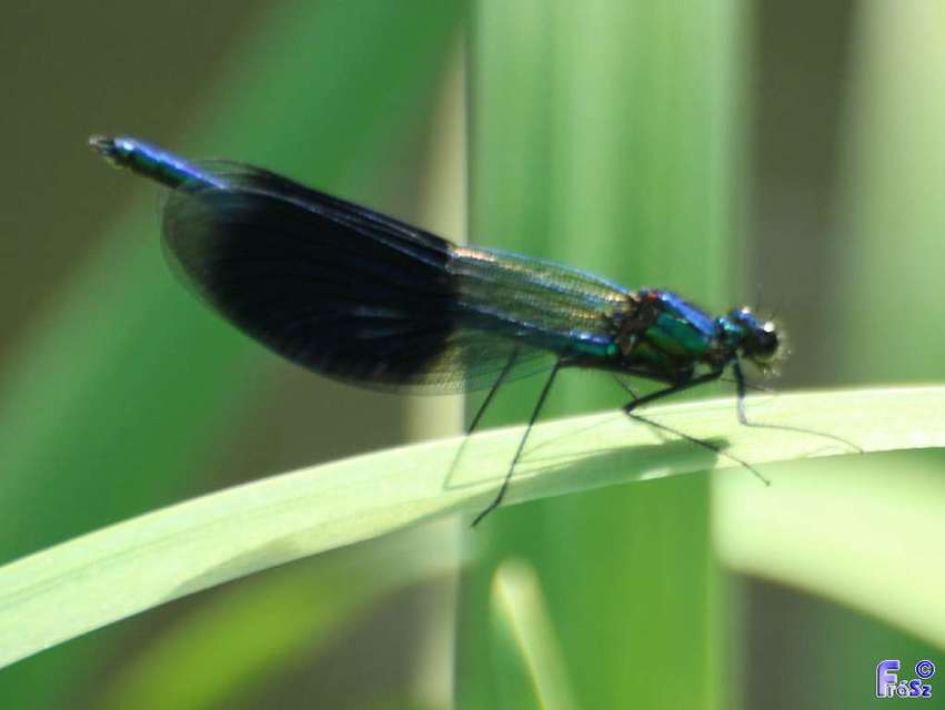 Calopteryx splendens - sávos szitakötő