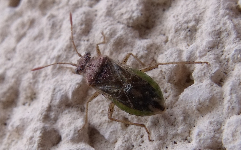 Rhopalidae - üvegpoloskák