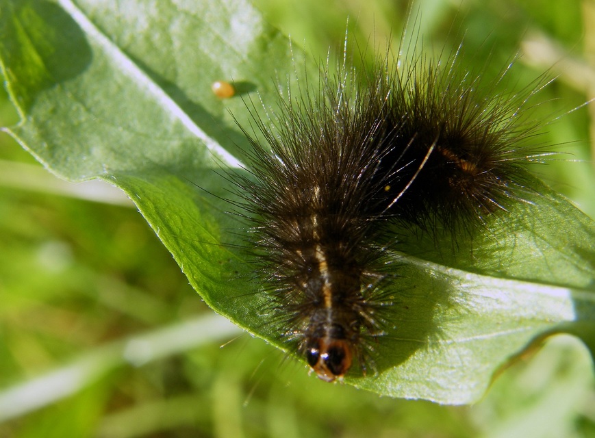Spilosoma lubricipedum - tejszínű medvelepke