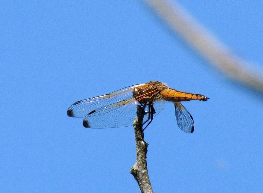Libellula fulva - kisfoltos laposacsa