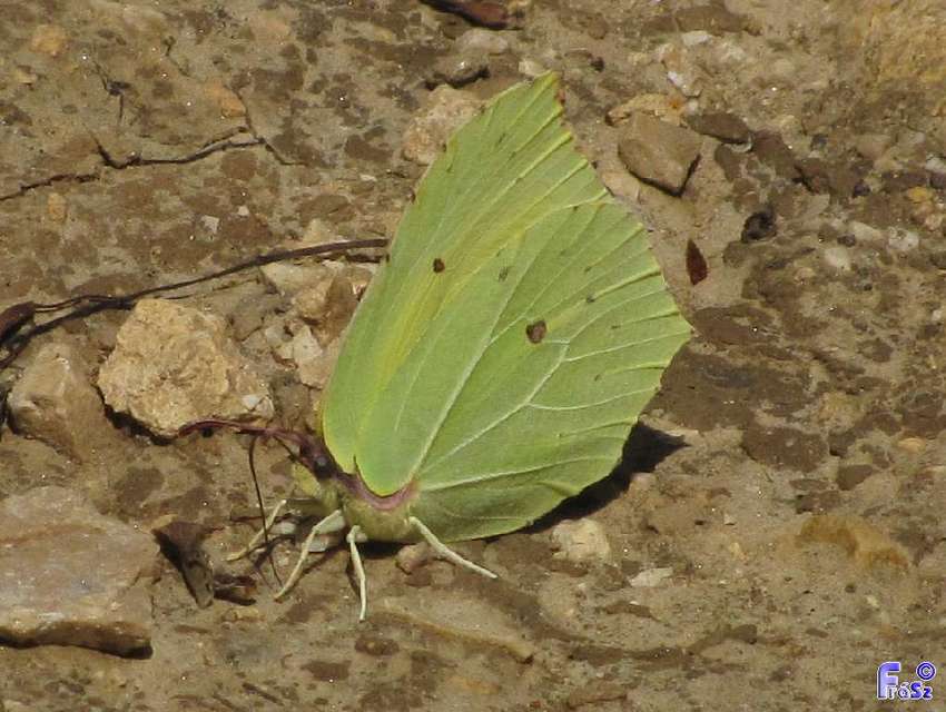 Gonepteryx rhamni - citromlepke
