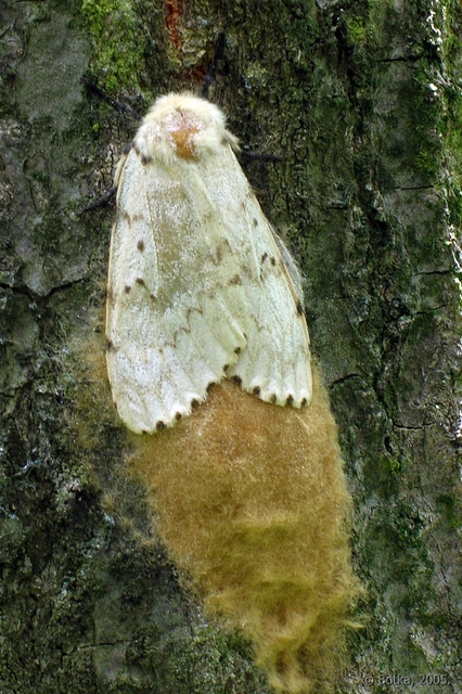 Lymantria dispar - gyapjaslepke