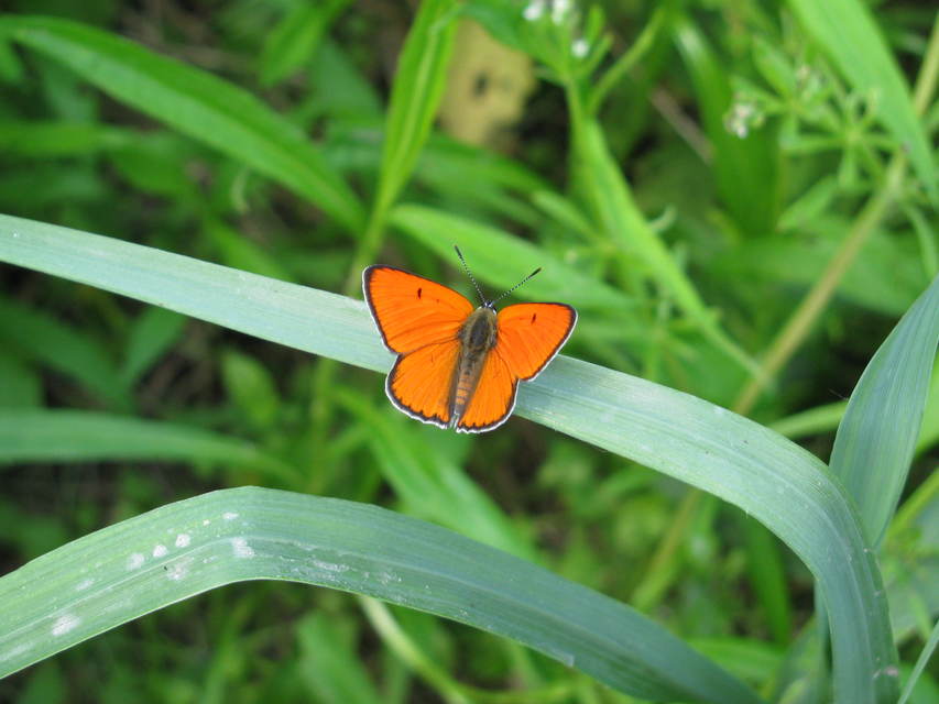 Lycaena dispar rutilus - nagy tűzlepke