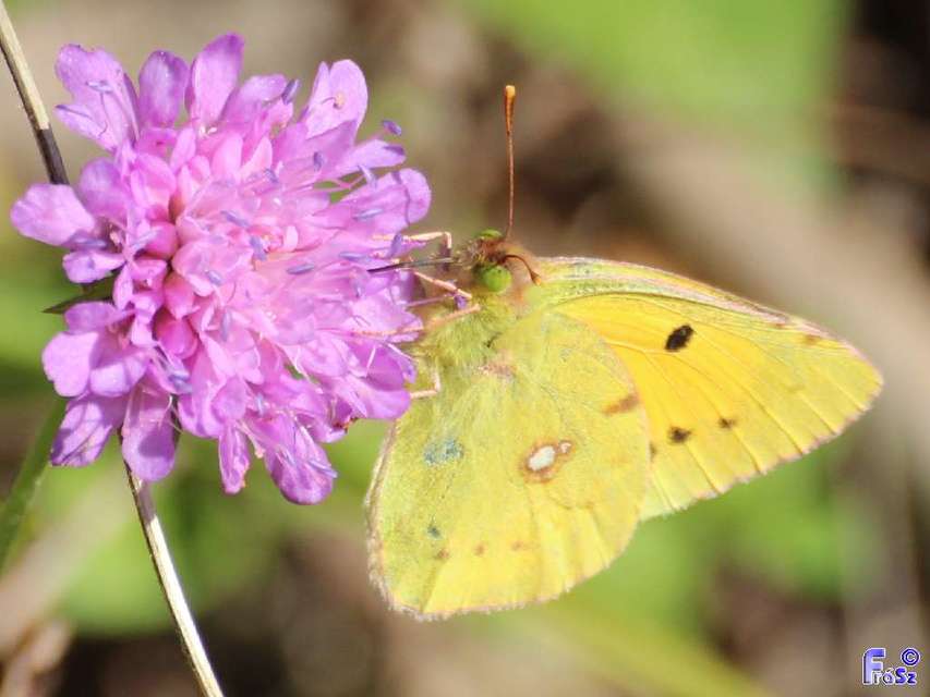 Colias croceus - sáfránylepke