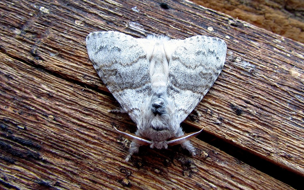 Calliteara pudibunda - hamvasszövő