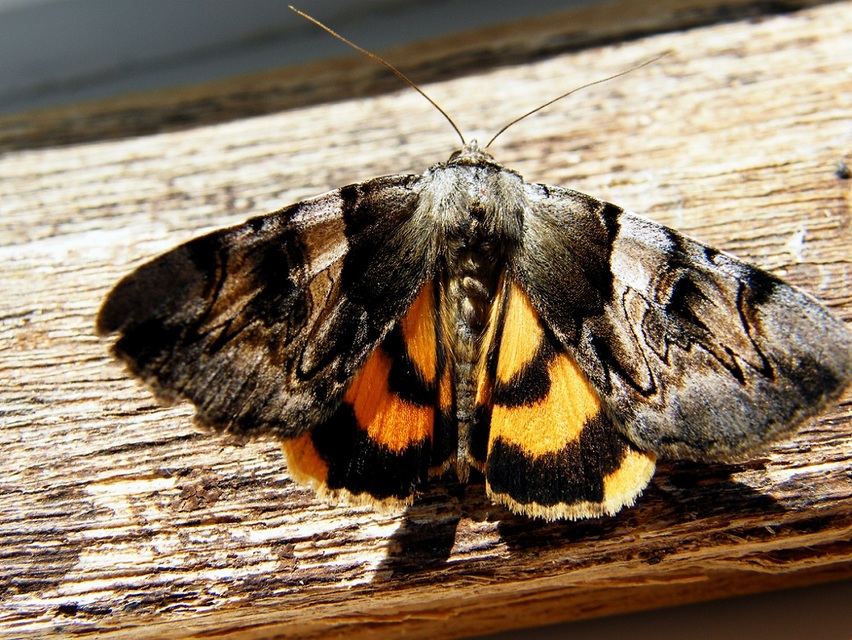 Catocala fulminea - galagonya-övesbagoly